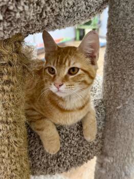 Domestic Short Hair Cats Available for Adoption in Corpus Christi, Texas - Espn | PetCurious