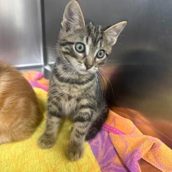 Domestic Short Hair Cats Available for Adoption in Normal, Illinois - Danny | PetCurious