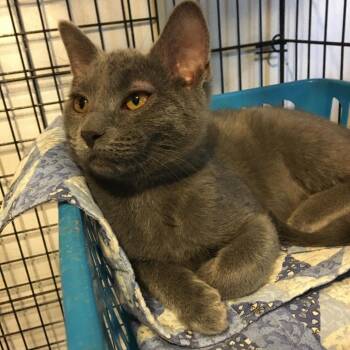 Rockie AKA Claire -  Domestic Short Hair Cat for Adoption in Hanna City, Illinois - Rockie AKA Claire | PetCurious