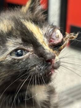 Rescue Domestic Short Hair Cats for Adoption in West Chester, Pennsylvania - Norah | PetCurious