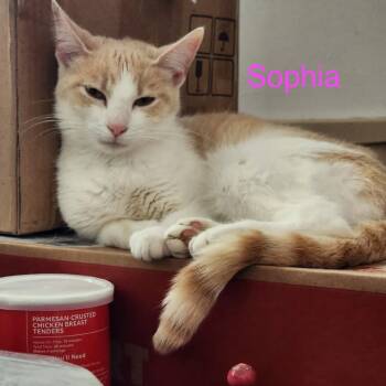 Sophia -  Domestic Short Hair Cat for Adoption in Carmel, Indiana - Sophia | PetCurious
