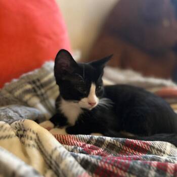 Cid -  Domestic Short Hair Cat for Adoption in Layton, Utah - Cid | PetCurious