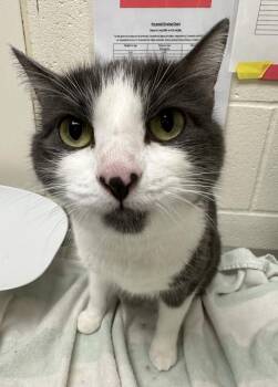 Tuxedo Sam -  Domestic Short Hair Cat for Adoption in Santa Rosa, California - Tuxedo Sam | PetCurious