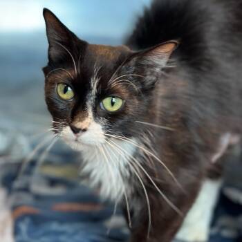 Domestic Medium Hair Cats Available for Adoption in Matteson, Illinois - Proud Mary | PetCurious
