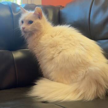 Rescue Turkish Angora and Domestic Long Hair Cats for Adoption in Granville, Ohio - Opal | PetCurious