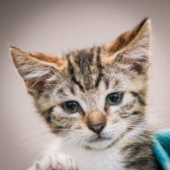 Juicy Fruit -  Domestic Short Hair Cat for Adoption in Hattiesburg, Mississippi - Juicy Fruit | PetCurious