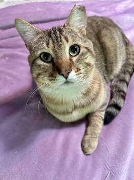 Zilla Junior -  Domestic Short Hair Cat for Adoption in Bellmawr, New Jersey - Zilla Junior | PetCurious
