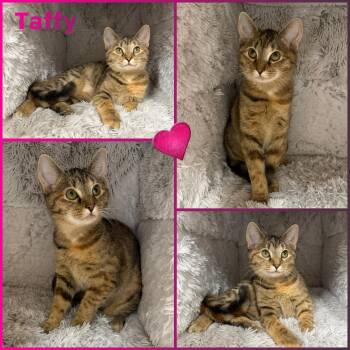 Rescue Domestic Short Hair Cats for Adoption in Windy Hills, Kentucky - Taffy | PetCurious