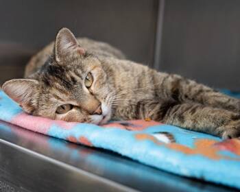 Domestic Short Hair Cats Available for Adoption in Boone, Iowa - Starling | PetCurious