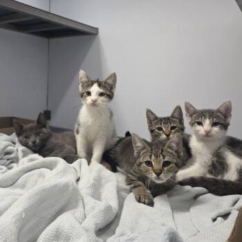 Virgo -  Domestic Short Hair Cat for Adoption in Philadelphia, Pennsylvania - Virgo | PetCurious