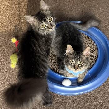 Wren & Robin - Adorable Pair -  Domestic Medium Hair and Tabby Cat for Adoption in Woodbridge, Virginia - Wren & Robin - Adorable Pair | PetCurious