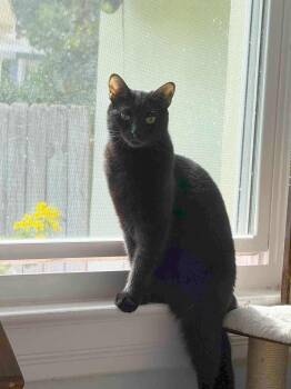 Domestic Short Hair Cats Available for Adoption in Jacksonville, Florida - Oliver =^.^= | PetCurious