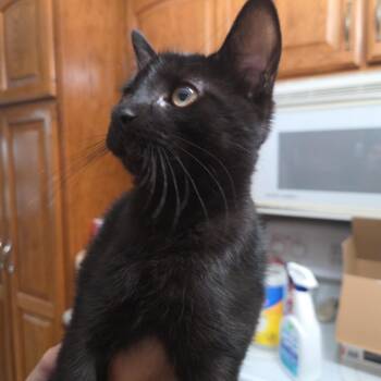 Dodge -  Domestic Short Hair Cat for Adoption in Holly, Michigan - Dodge | PetCurious