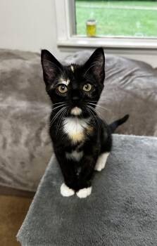 Untapable -  Calico and Domestic Short Hair Cat for Adoption in Georgetown, Kentucky - Untapable | PetCurious