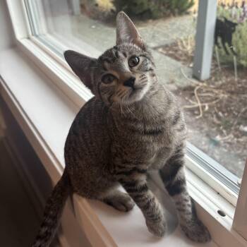 Rebar -  Domestic Short Hair Cat for Adoption in Renton, Washington - Rebar | PetCurious