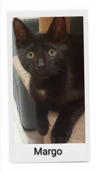 Margo -  Domestic Short Hair Cat for Adoption in Caistor Centre, Ontario - Margo | PetCurious