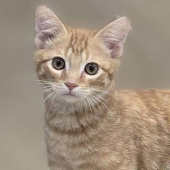 Sherlock -  Domestic Short Hair Cat for Adoption in Wickenburg, Arizona - Sherlock | PetCurious