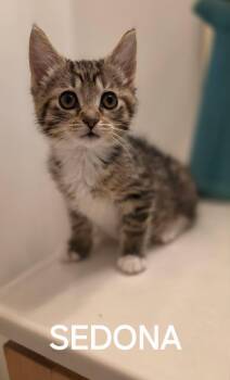Sedona -  Domestic Short Hair Cat for Adoption in Seven Valleys, Pennsylvania - Sedona | PetCurious