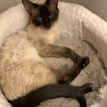 Toast FOUND Southern Hills Mobile Home Park Stewartville MN -  Siamese and Domestic Short Hair Cat for Adoption in Rochester, Minnesota - Toast FOUND Southern Hills Mobile Home Park Stewartville MN | PetCurious