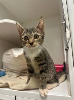 Molasses (Redwood) -  Domestic Short Hair Cat for Adoption in Johnson City, Tennessee - Molasses (Redwood) | PetCurious