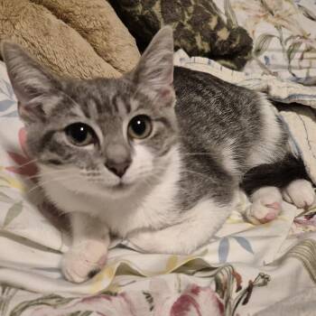 Rescue Tabby and Domestic Short Hair Cats for Adoption in UNIVERSITY PA, Maryland - Helen | PetCurious