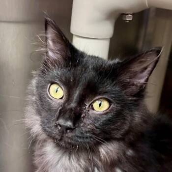 Mango -  Domestic Medium Hair Cat for Adoption in Walnut Creek, California - Mango | PetCurious
