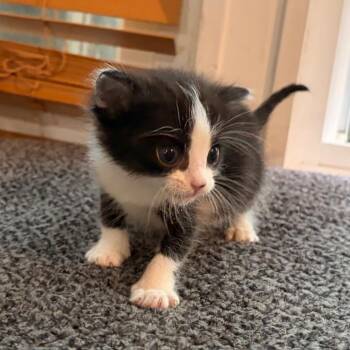 Meg -  Domestic Short Hair Cat for Adoption in Kansas City, Missouri - Meg | PetCurious