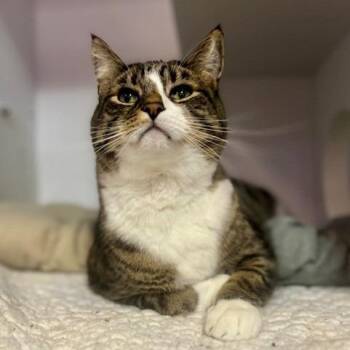 Ricky Ricardo -  Domestic Short Hair Cat for Adoption in Salt Lake City, Utah - Ricky Ricardo | PetCurious