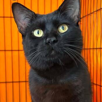 Mars (fka Midnight) -  Domestic Short Hair Cat for Adoption in Washington, District Of Columbia - Mars (fka Midnight) | PetCurious