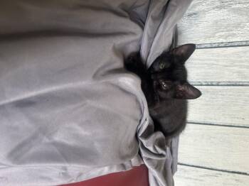 Rescue Domestic Short Hair Cats for Adoption in Everettville, West Virginia - Winnie | PetCurious