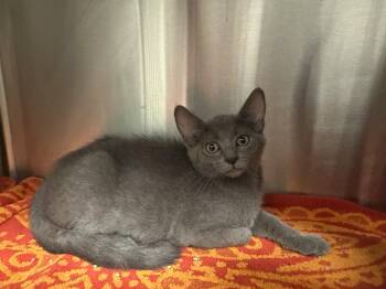 Megatron -  Domestic Short Hair Cat for Adoption in Grand Rapids, Michigan - Megatron | PetCurious