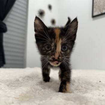 Rescue Domestic Short Hair Cats for Adoption in Dallas, Texas - Kahlua | PetCurious