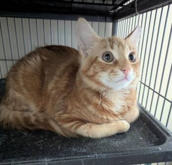 Tabby and Domestic Long Hair Cats Available for Adoption - Clifford | PetCurious