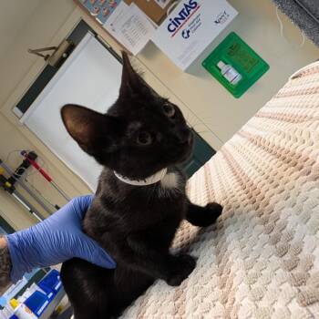 Nike -  Domestic Short Hair Cat for Adoption in Los Angeles, California - Nike | PetCurious