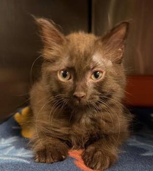 Chesnut (Petco) -  Domestic Short Hair Cat for Adoption in Ocala, Florida - Chesnut (Petco) | PetCurious