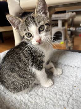Lua -  Tabby and Domestic Short Hair Cat for Adoption in New Milford, Connecticut - Lua | PetCurious