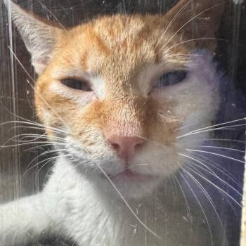 Mr.Guy -  Domestic Short Hair Cat for Adoption in Philadelphia, Pennsylvania - Mr.Guy | PetCurious