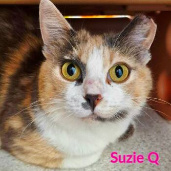 Susie Q -  Domestic Medium Hair Cat for Adoption in North Saint Paul, Minnesota - Susie Q | PetCurious