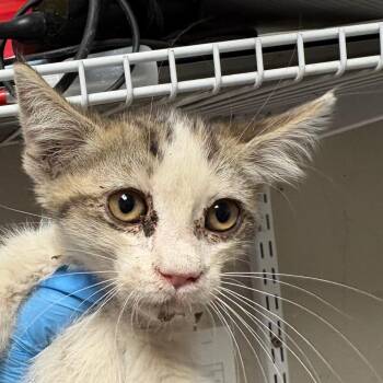 Star -  Domestic Short Hair Cat for Adoption in Yuma, Arizona - Star | PetCurious