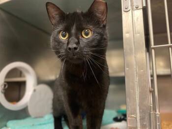 Domestic Short Hair Cats Available for Adoption in Fort Wayne, Indiana - BINX | PetCurious