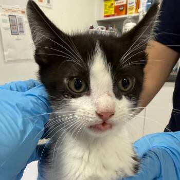 Domestic Short Hair Cats Available for Adoption in Newark, New Jersey - AHNJ-Stray-119798 | PetCurious