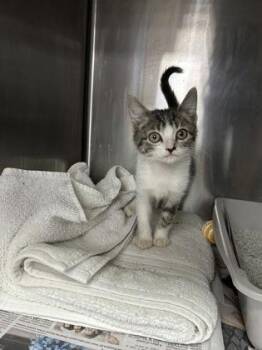Ash -  Domestic Medium Hair and Domestic Short Hair Cat for Adoption in Houston, Texas - Ash | PetCurious