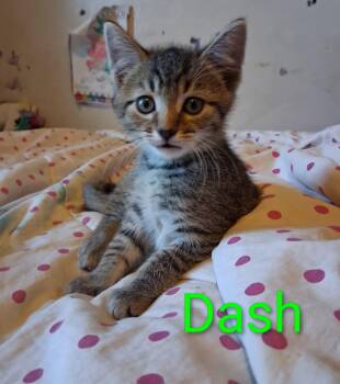 Rescue Domestic Short Hair and American Shorthair Cats for Adoption in Brownsville, Pennsylvania - Dash | PetCurious