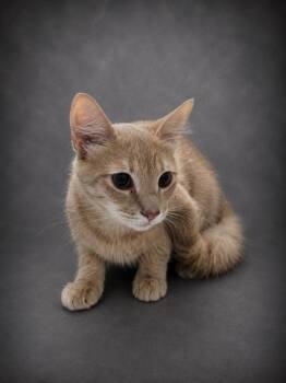 ARCHIE -  Domestic Short Hair Cat for Adoption in Winter Haven, Florida - ARCHIE | PetCurious