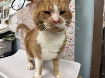 Rescue Domestic Short Hair Cats for Adoption in Maumee, Ohio - Swedish Meatball | PetCurious