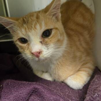 Domestic Short Hair Cats Available for Adoption - Nacho Cheese Dorito | PetCurious