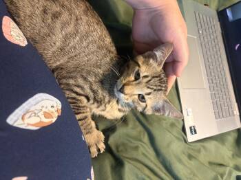 Salsa -  Domestic Short Hair Cat for Adoption in Ocala, Florida - Salsa | PetCurious