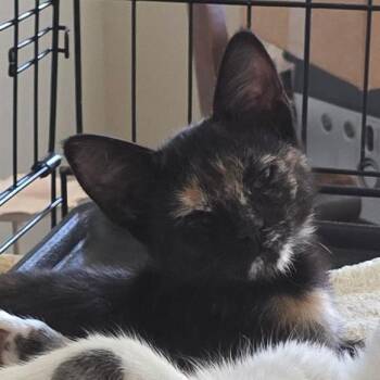 Myka -  Domestic Short Hair Cat for Adoption in Grantsville, Utah - Myka | PetCurious