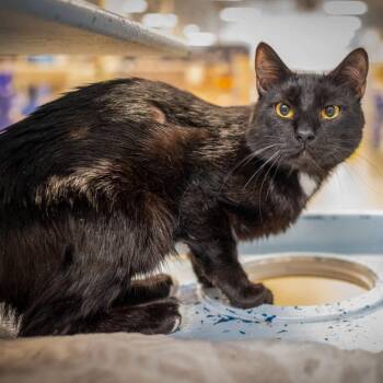 Billy Butcherson -  Domestic Short Hair Cat for Adoption in Hanson, Massachusetts - Billy Butcherson | PetCurious