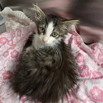 Finnick -  Domestic Medium Hair Cat for Adoption in Oak Brook, Illinois - Finnick | PetCurious